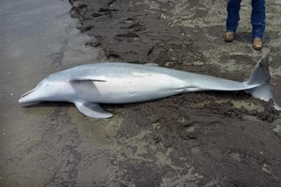 Tragic Discovery: Dolphin Fatally Shot Multiple Times on Louisiana Beach